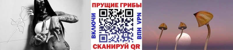 магазин продажи наркотиков  Ржев  Галлюциногенные грибы Psilocybine cubensis 